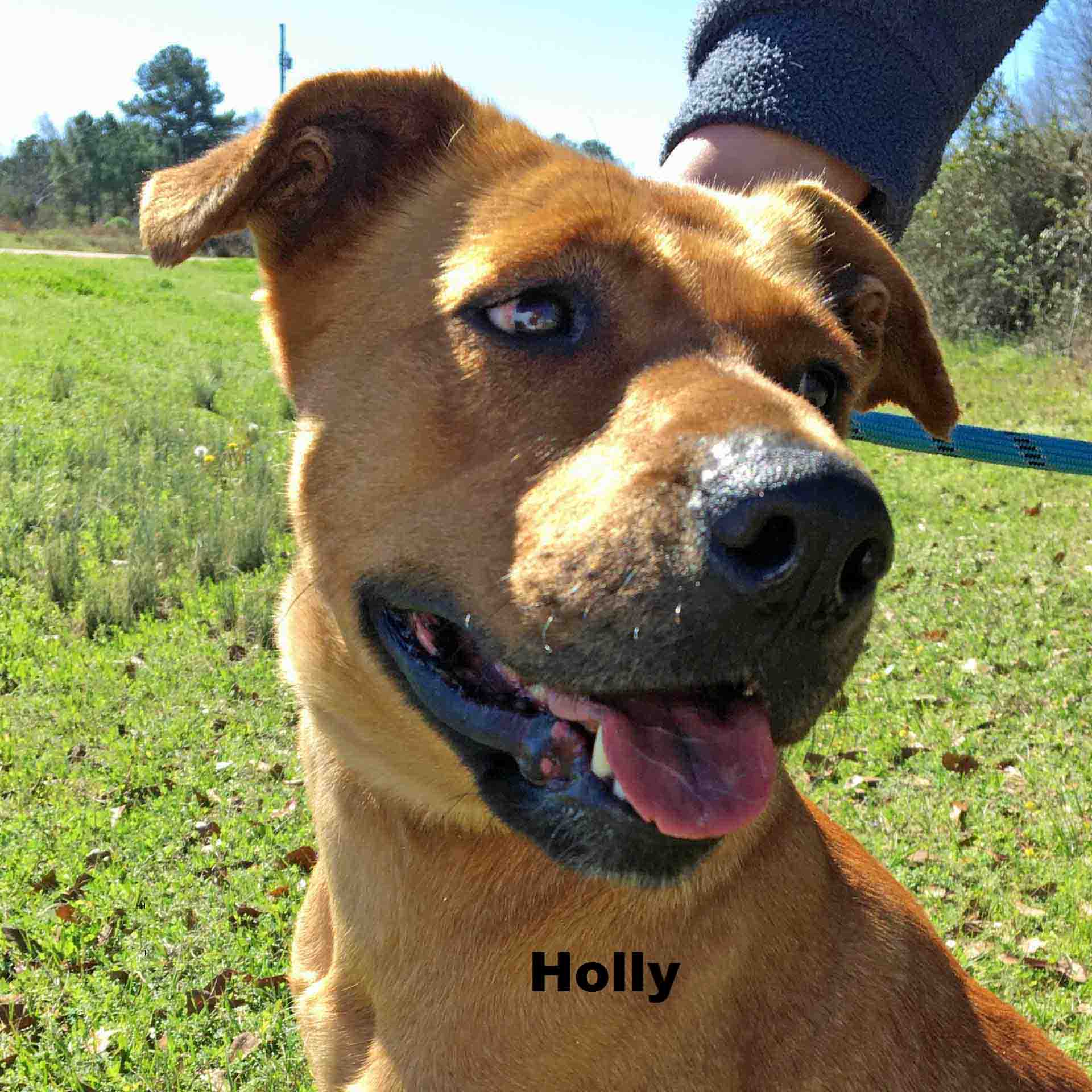 Holly