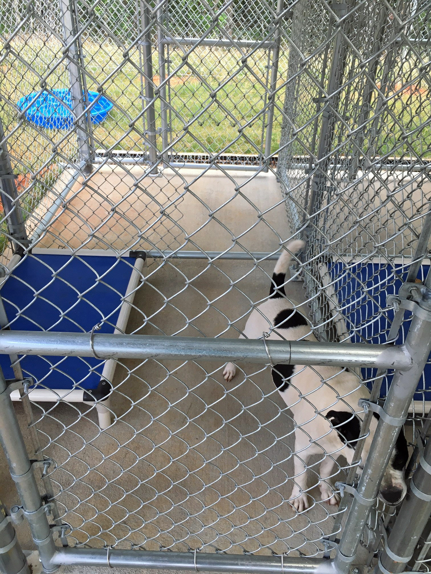 dogs in cage 2