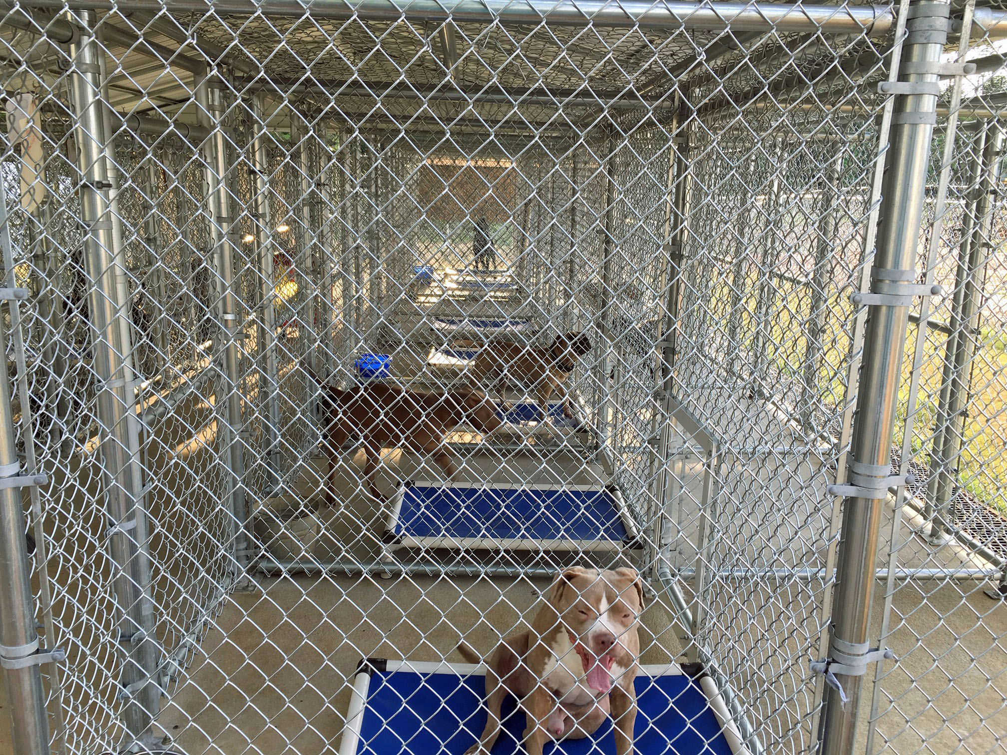 dogs in cage
